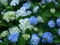 Closeup shot of beautiful white and blue hydrangea flowers growing on the bush Royalty Free Stock Photo