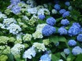 Closeup shot of beautiful white and blue hydrangea flowers growing on the bush Royalty Free Stock Photo