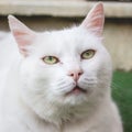 Closeup shot of a beautiful white cat face with green eyes Royalty Free Stock Photo