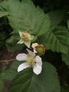 Closeup shot of beautiful white dav flowers in a garden Royalty Free Stock Photo