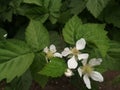 Closeup shot of beautiful white dav flowers in a garden