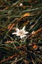 Closeup shot of a beautiful white edelweiss flower