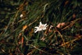 Closeup shot of a beautiful white edelweiss flower