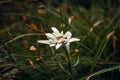 Closeup shot of a beautiful white edelweiss flower