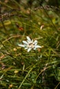 Closeup shot of a beautiful white edelweiss flower