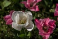 Closeup shot of a beautiful white flower with pink flowers on the blurred background Royalty Free Stock Photo