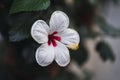 Closeup shot of a beautiful white impatient flower in a garden