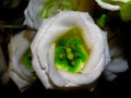 Closeup shot of a beautiful white lisianthus flower Royalty Free Stock Photo