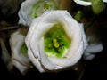 Closeup shot of a beautiful white lisianthus flower Royalty Free Stock Photo