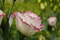 Closeup shot of a beautiful white Lisianthus flower with pink edges in the garden Royalty Free Stock Photo