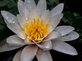 Closeup shot of a beautiful white lotus covered with morning dew Royalty Free Stock Photo