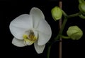 Closeup shot of a beautiful white Moth orchid isolated on a black background Royalty Free Stock Photo