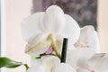 Closeup shot of beautiful white orchid flowers with a blurry background Royalty Free Stock Photo
