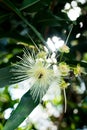 Closeup shot of a beautiful white passion flower on blurred nature background Royalty Free Stock Photo