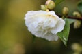 Closeup shot of a beautiful white-petaled camelia flower with green leaves on a blurred background Royalty Free Stock Photo