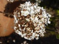 Closeup shot of beautiful white-petaled hydrangea flowers in a garden Royalty Free Stock Photo