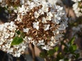 Closeup shot of beautiful white-petaled hydrangea flowers in a garden Royalty Free Stock Photo