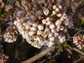 Closeup shot of beautiful white-petaled hydrangea flowers in a garden Royalty Free Stock Photo