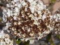 Closeup shot of beautiful white-petaled hydrangea flowers in a garden Royalty Free Stock Photo