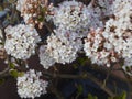 Closeup shot of beautiful white-petaled hydrangea flowers in a garden Royalty Free Stock Photo