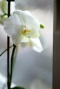 Closeup shot of a beautiful white-petaled moth orchid flower on a blurred background Royalty Free Stock Photo