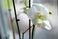 Closeup shot of a beautiful white-petaled moth orchid flower on a blurred background Royalty Free Stock Photo