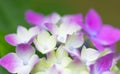 Closeup shot of beautiful white and pink Hydrangea flowers Royalty Free Stock Photo