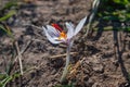 Closeup shot of a beautiful white saffron flower Royalty Free Stock Photo