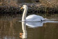 A closeup shot of a beautiful white swan cygnus olor swimming in the lake with its reflection on the water surface Royalty Free Stock Photo