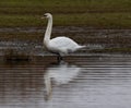 Closeup shot of a beautiful white swan in a lake Royalty Free Stock Photo