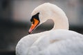 Closeup shot of a beautiful white swan on a lake Royalty Free Stock Photo