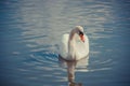 Closeup shot of a beautiful white swan with an orange beak in the blue waters of a lake Royalty Free Stock Photo