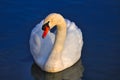 Closeup shot of a beautiful white swan swimming in the blue lake and posing in front of the camera Royalty Free Stock Photo