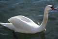 Closeup shot from a beautiful white swan when swimming in crystal clear lake Royalty Free Stock Photo