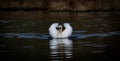 Closeup shot of a beautiful white swan swimming in a lake Royalty Free Stock Photo