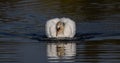 Closeup shot of a beautiful white swan swimming in a lake Royalty Free Stock Photo