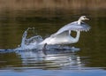 Closeup shot of a beautiful white swan swimming in a lake Royalty Free Stock Photo