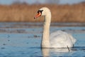 Closeup shot of a beautiful white swan swimming in a lake Royalty Free Stock Photo