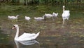 Closeup shot of beautiful white swans and little swans swimming in the lake Royalty Free Stock Photo