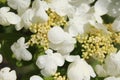 Closeup shot of beautiful white viburnum plicatum Mariesii flowers in a garden Royalty Free Stock Photo