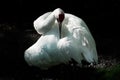 Closeup shot of a beautiful white whooping crane tucked into itself