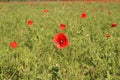 Closeup shot of a beautiful wild poppy flower in the meadow Royalty Free Stock Photo