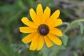 Closeup shot of a beautiful yellow black-eyed Susan flower in a garden Royalty Free Stock Photo