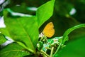 Closeup shot of a beautiful yellow butterfly on a green plant with a blurred background Royalty Free Stock Photo