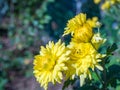 Closeup shot of beautiful yellow Chrysanthemum flowers on a blurred background Royalty Free Stock Photo