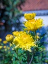 Closeup shot of beautiful yellow Chrysanthemum flowers on a blurred background Royalty Free Stock Photo