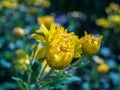 Closeup shot of beautiful yellow Chrysanthemum flowers on a blurred background Royalty Free Stock Photo