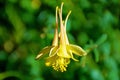Closeup shot of a beautiful yellow crimson columbine flower on a blurred background