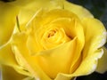 Closeup shot of beautiful yellow Friesia rose Royalty Free Stock Photo