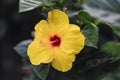 Closeup shot of a beautiful yellow Hibiscus flower in blossom Royalty Free Stock Photo